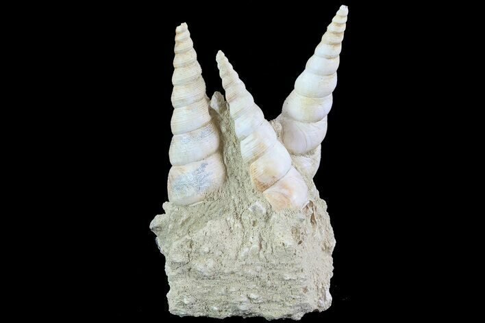 Fossil Gastropod (Haustator) Cluster - Damery, France #74514